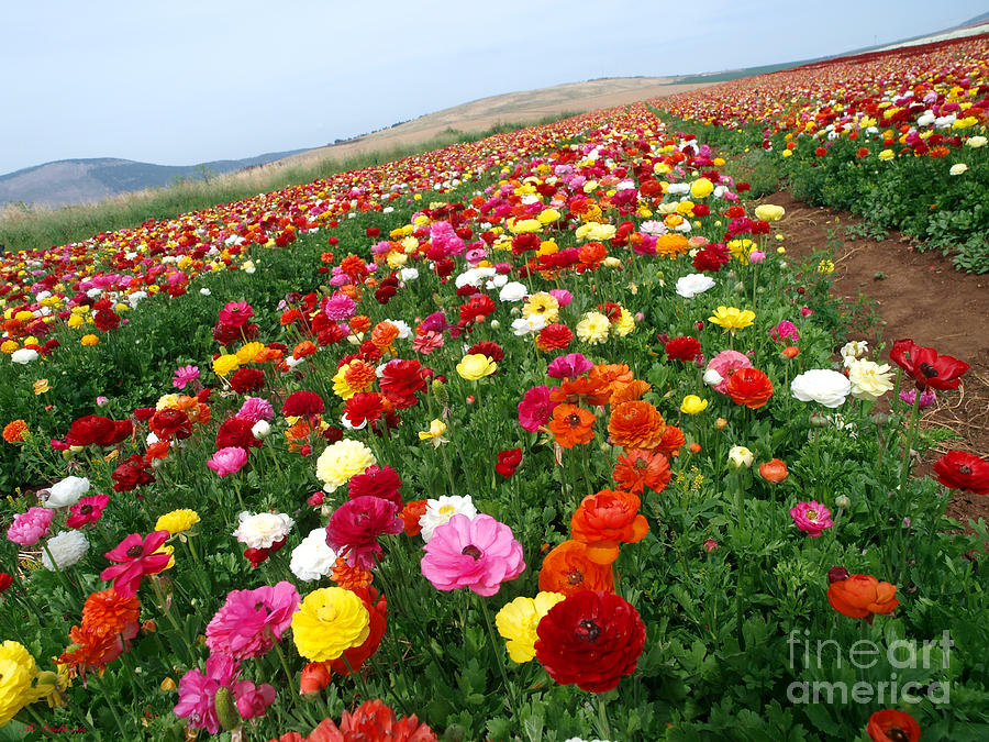 Flower Photograph - Color way to Horizon by Arik Baltinester