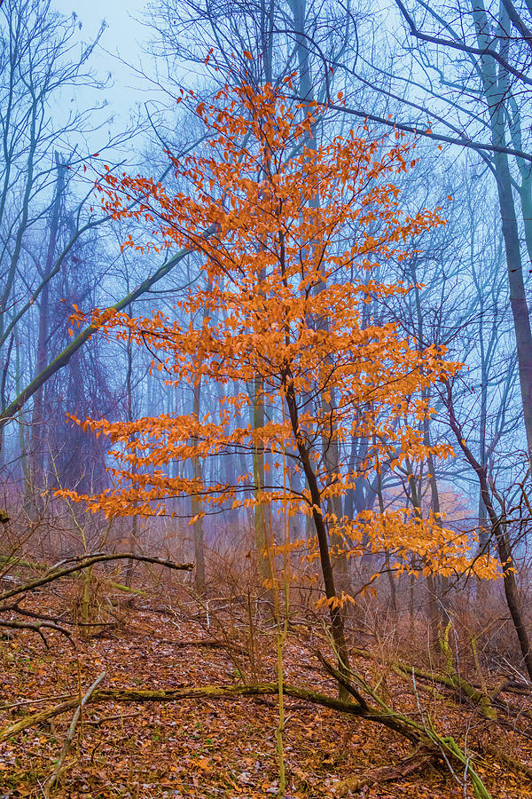 Color within Fog Photograph by Bruce Pritchett