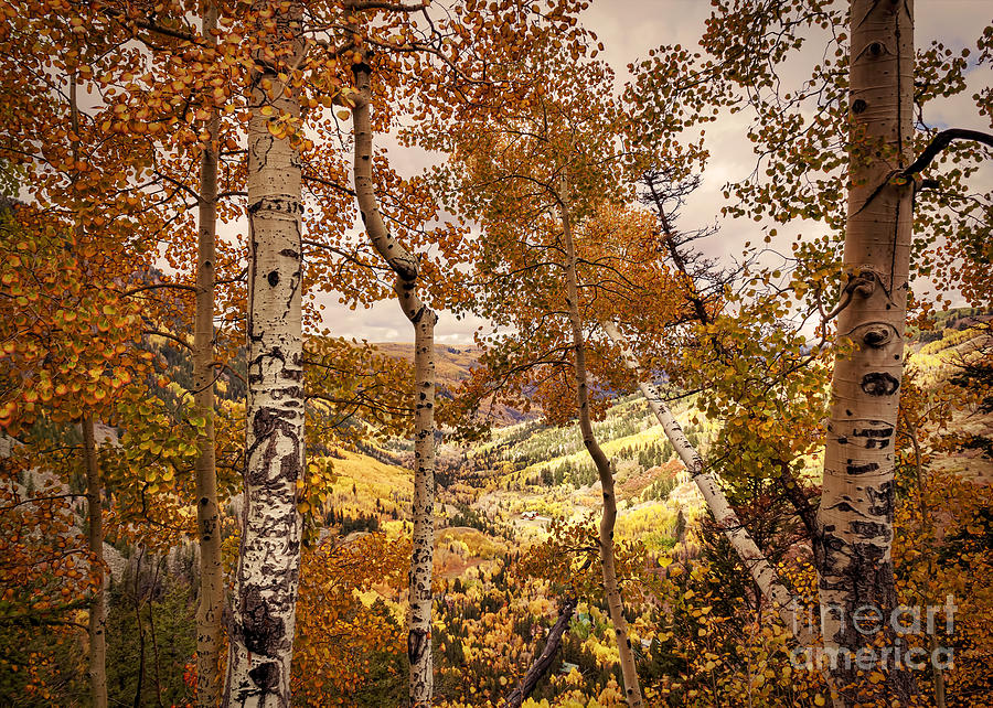 Fall Photograph - Colorado Amazing Fall Colors by Janice Pariza