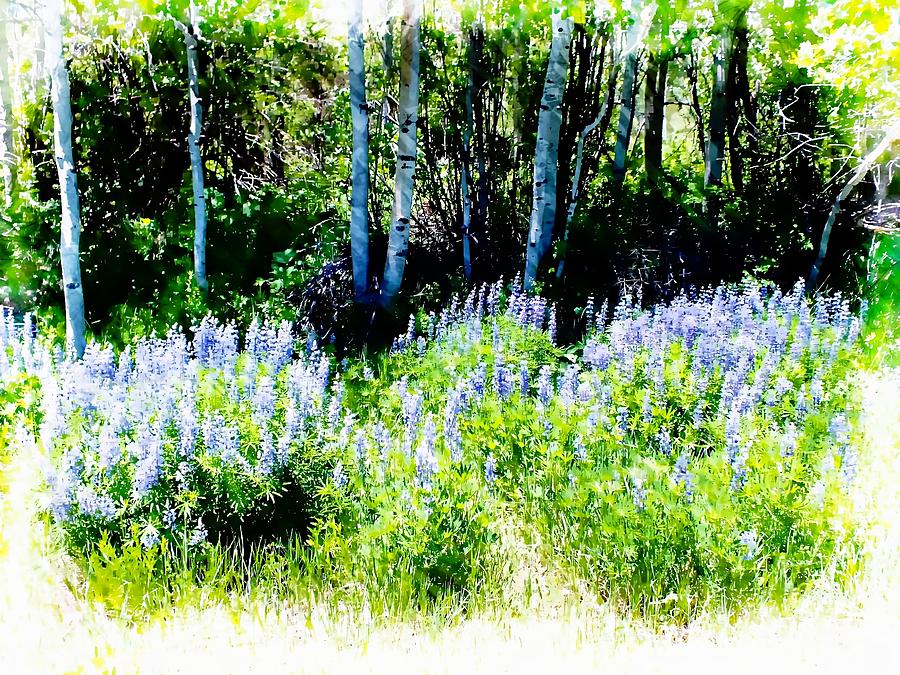 Colorado Apens and Flowers Photograph by Joseph Hendrix