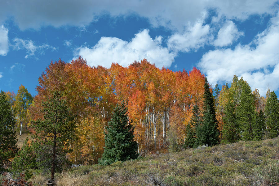 Colorado Aspen Brilliance Photograph by Cascade Colors