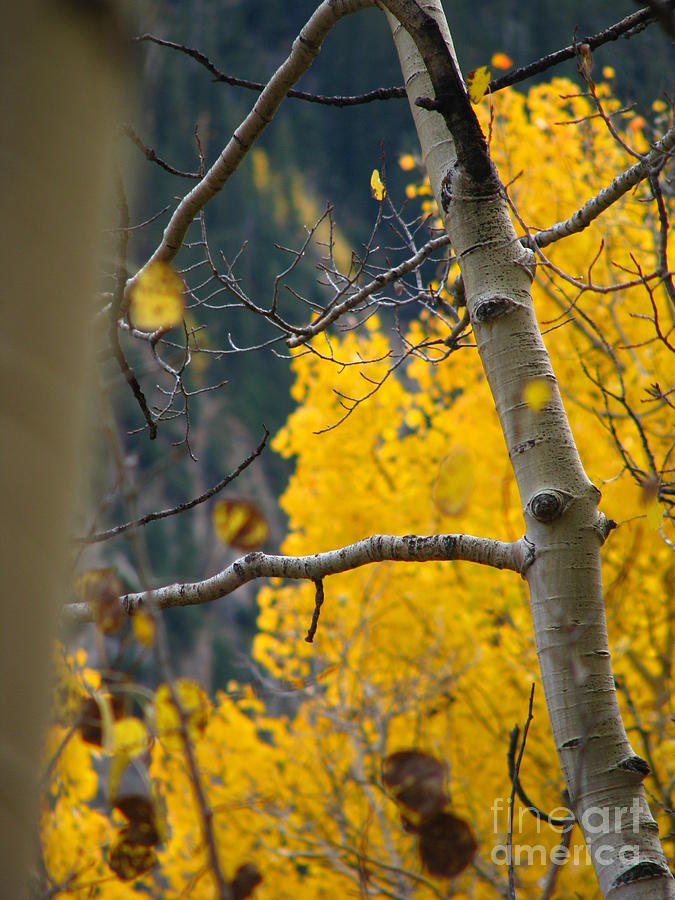 Fall Photograph - Colorado aspen in fall by Jeff White