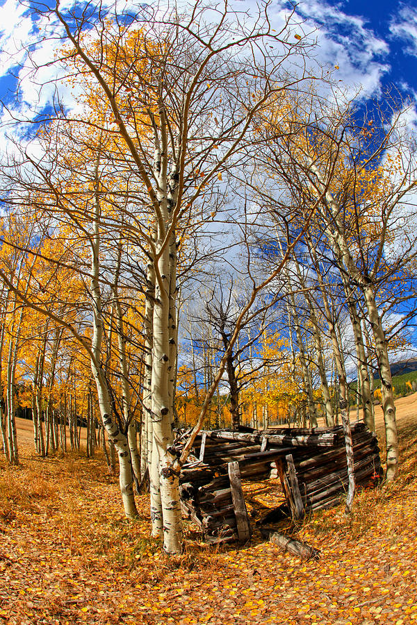Colorado Aspen Photograph by James Roemmling