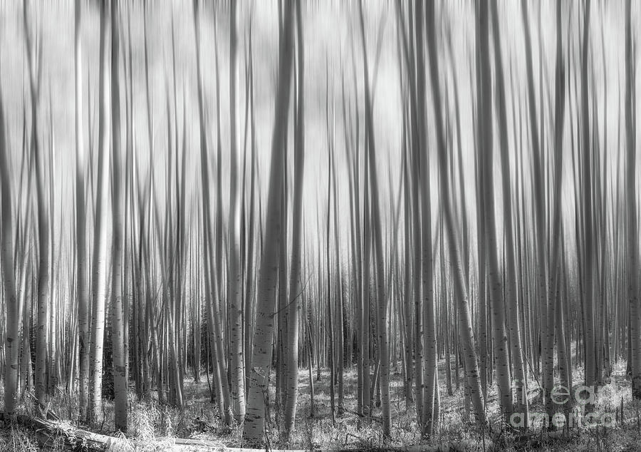 Colorado Aspen Trees Abstract BW Photograph by Michael Ver Sprill
