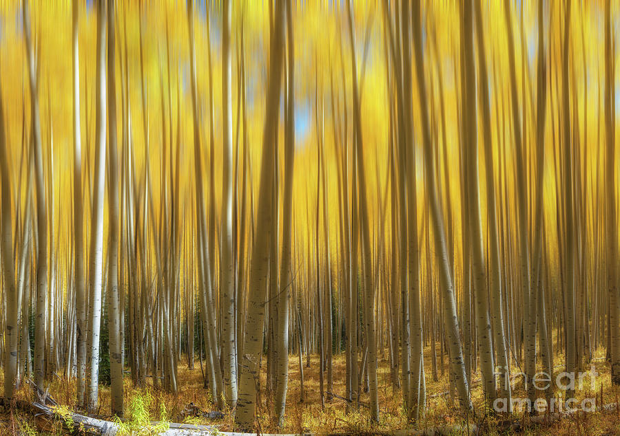 Colorado Aspen Trees Abstract Photograph by Michael Ver Sprill