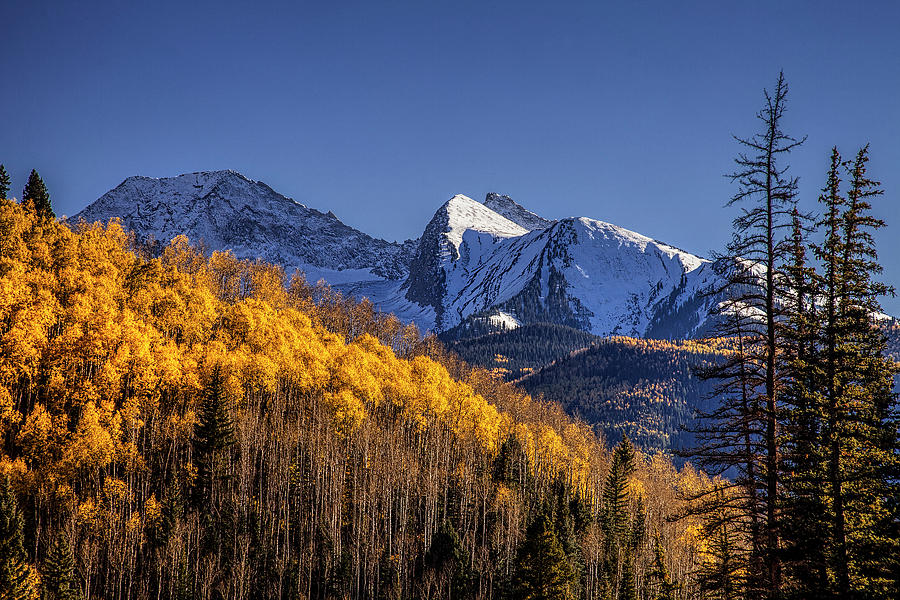 Colorado Aspens at Autumn Photograph by Andrew Soundarajan