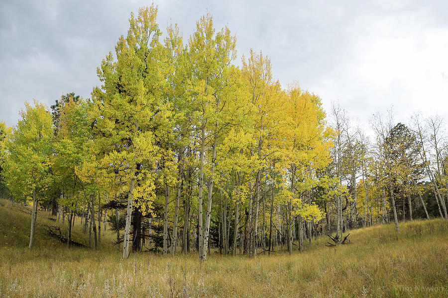 Colorado Aspens in Autumn Photograph by Tim Newton