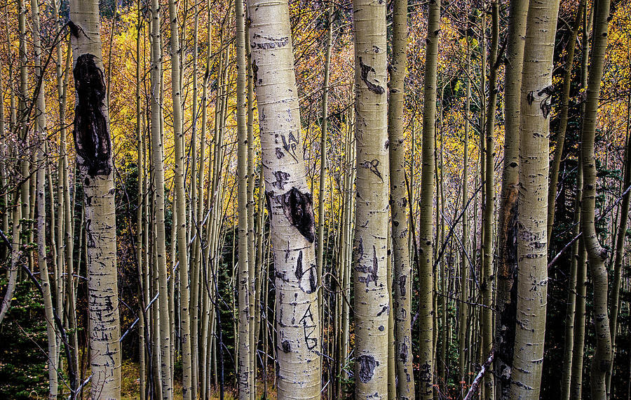Colorado Aspens Photograph by Jen Manganello
