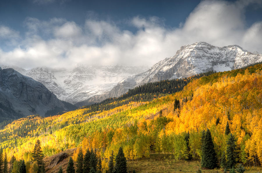 Colorado Aspens Photograph by Steve Stuller