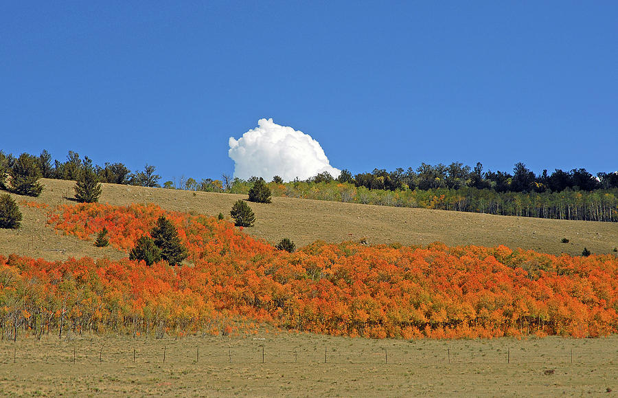 Colorado Autumn 02 Photograph by Robert Meyers-Lussier