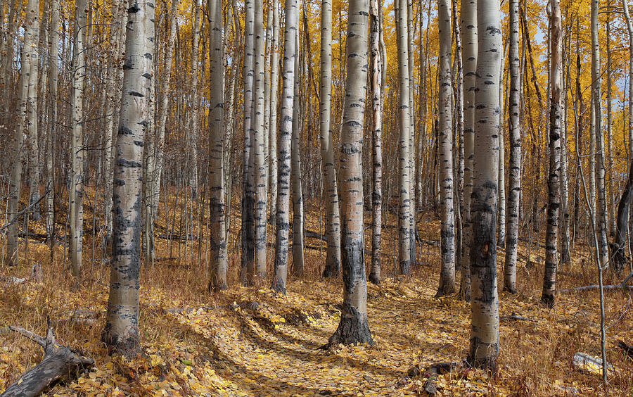 Colorado Autumn Aspen Forest Beauty Photograph by Cascade Colors