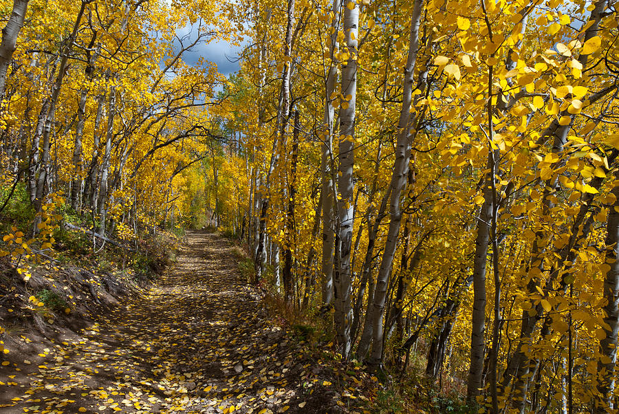 Colorado Autumn Aspen Forest Photograph by Cascade Colors