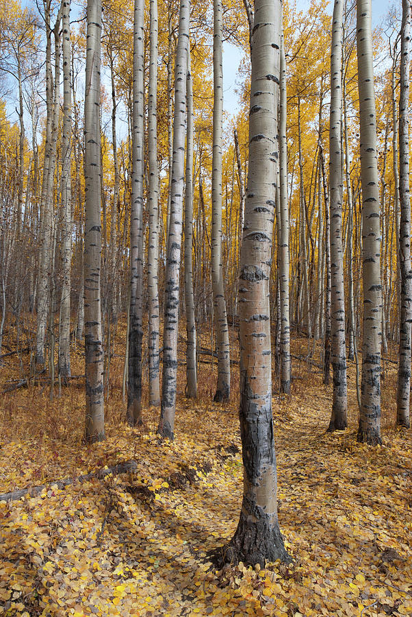 Colorado Autumn Aspen Grove Photograph by Cascade Colors