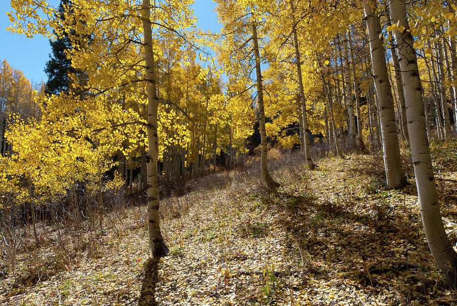 Colorado Autumn Aspen with Sun and Shadows Photograph by Cascade Colors