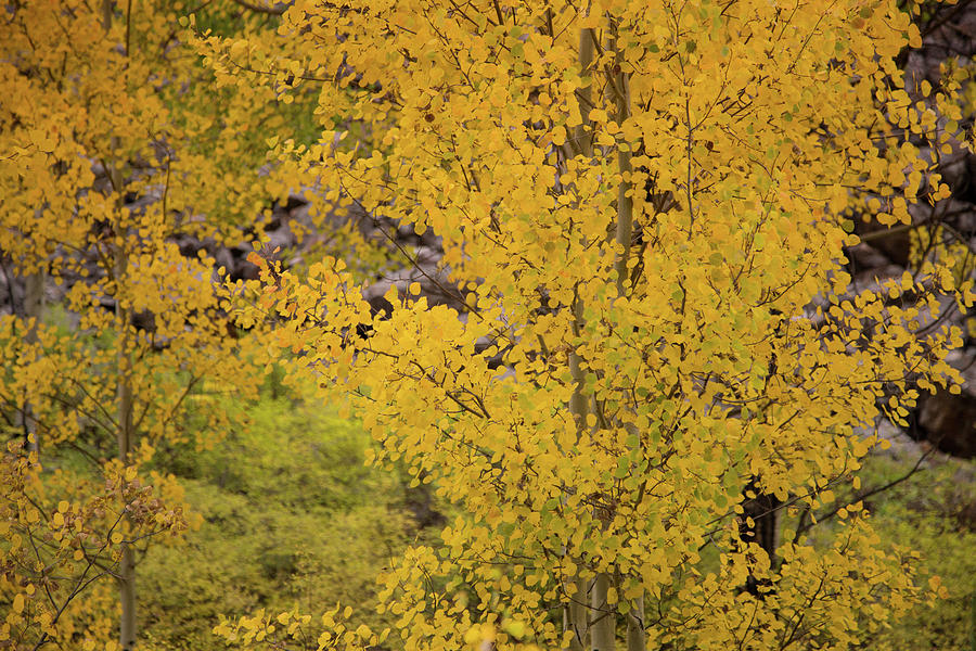 Colorado autumn colors Photograph by Kunal Mehra