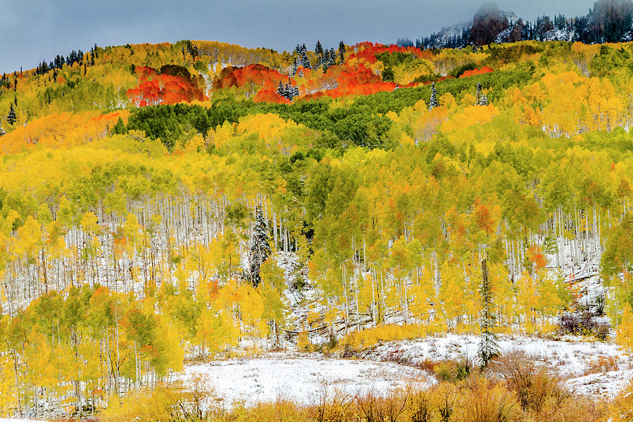 Colorado Autumn Colors with Snow Photograph by Teri Virbickis