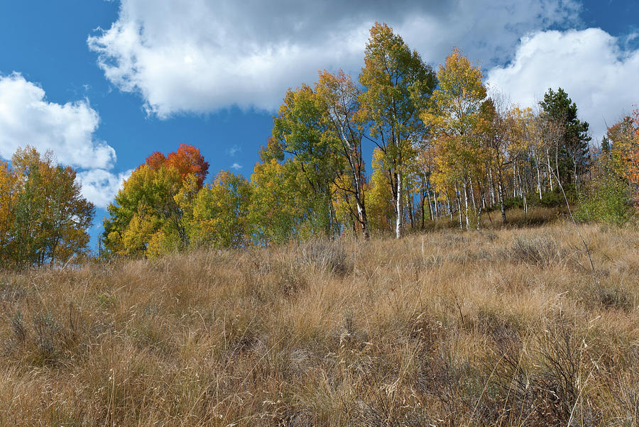 Colorado Autumn Meadow with Aspen Photograph by Cascade Colors