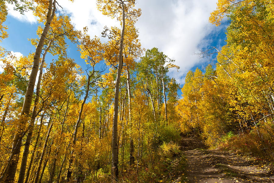 Colorado Autumn Path  Photograph by Cascade Colors