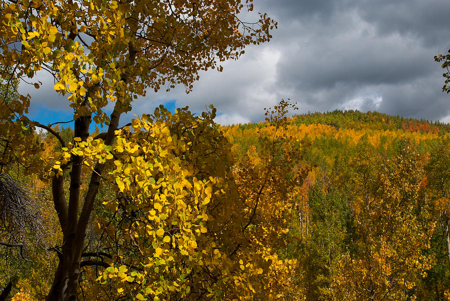 Colorado Autumn Splendor Photograph by Cascade Colors - Fine Art America