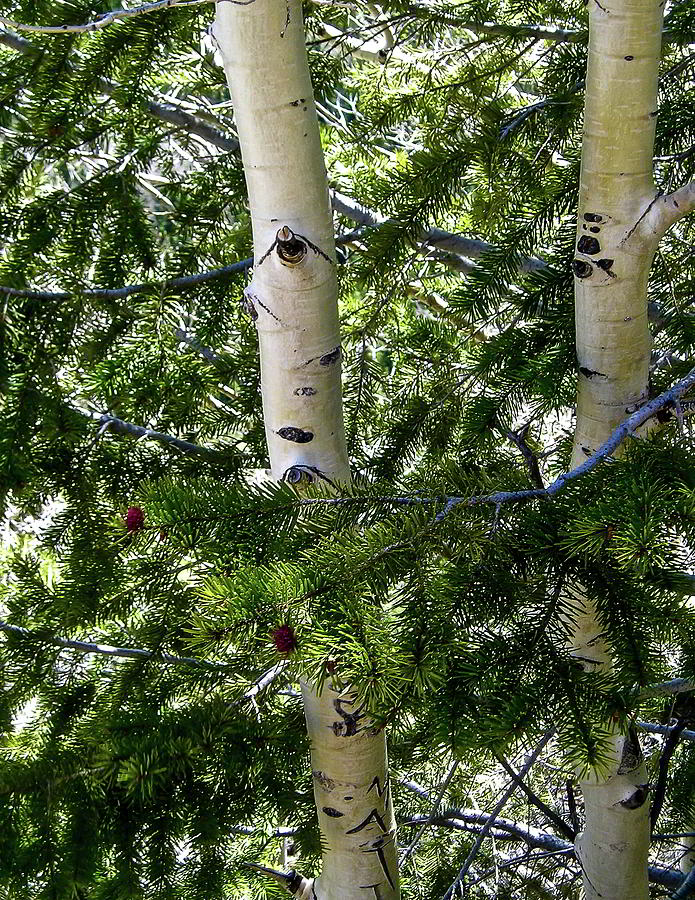 Colorado Birch Trees Photograph by Kathryn Alexander MA - Fine Art America