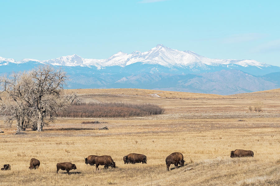 Colorado Bison Photograph by Chris Augliera - Fine Art America