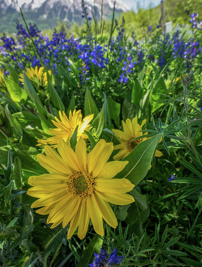 Colorado Photograph - Colorado Bliss by Rob Wilson Colorado Photograph - Colorado Bliss by Rob Wilson