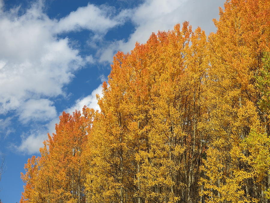 Colorado Blue and Gold Photograph by Heather Ormsby - Fine Art America