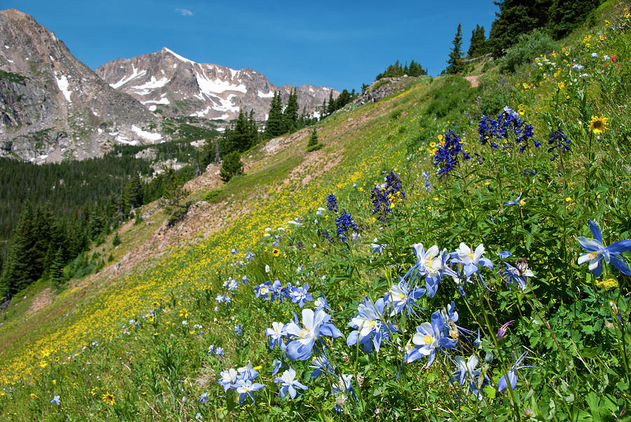 Colorado Blue Columbine Summer Beauty Photograph by Cascade Colors
