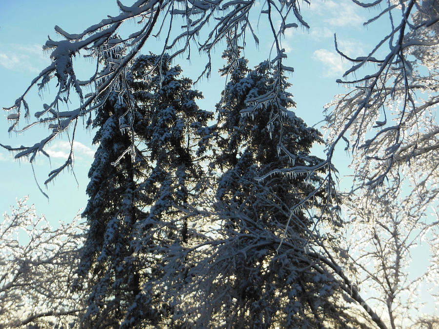 Colorado Blue Spruce Icy Tree Tops Photograph by Rockin Docks Deluxephotos