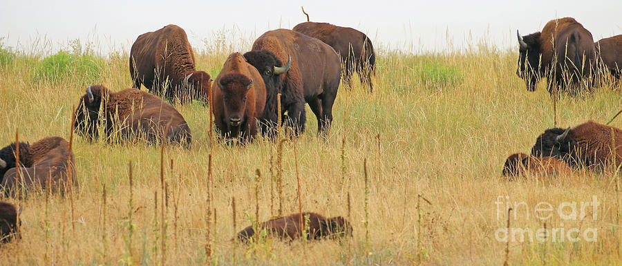 Colorado Buffalo  0097 Photograph by Jack Schultz