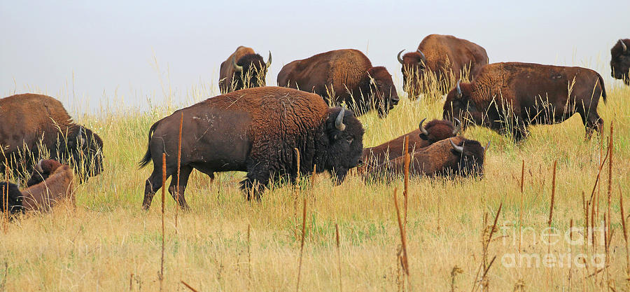 Colorado Buffalo  0099 Photograph by Jack Schultz