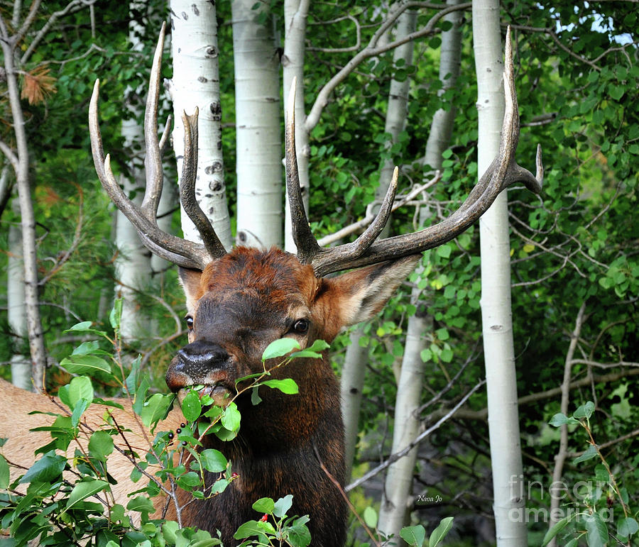 Colorado Bull Elk Photograph by Nava Thompson