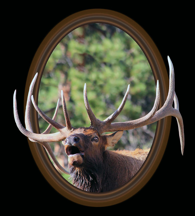 Colorado Bull Elk Photograph by Shane Bechler