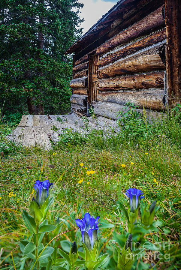 Colorado Cabin Photograph by Steven Reed