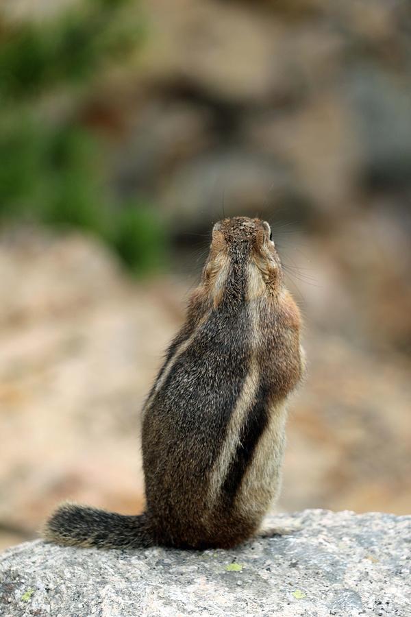 Colorado Chipmunk - Viewing The Scenery Photograph by Pamela Critchlow
