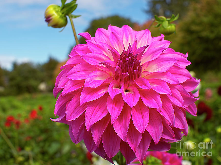 Colorado Classic Dahlia Photograph by Sharon Talson | Fine Art America