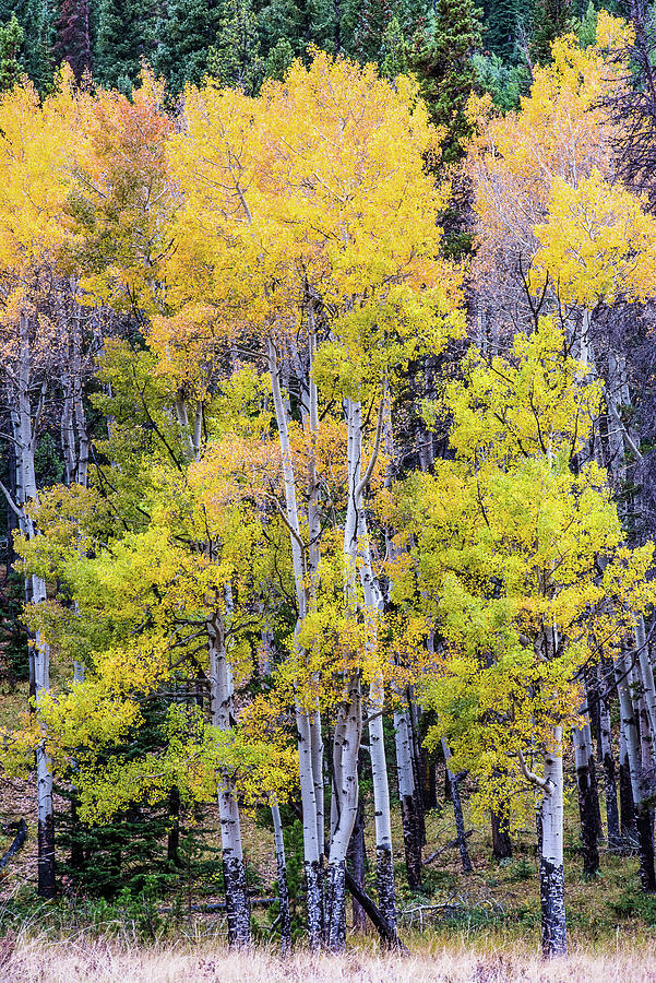 Colorado color Photograph by Greg Wyatt
