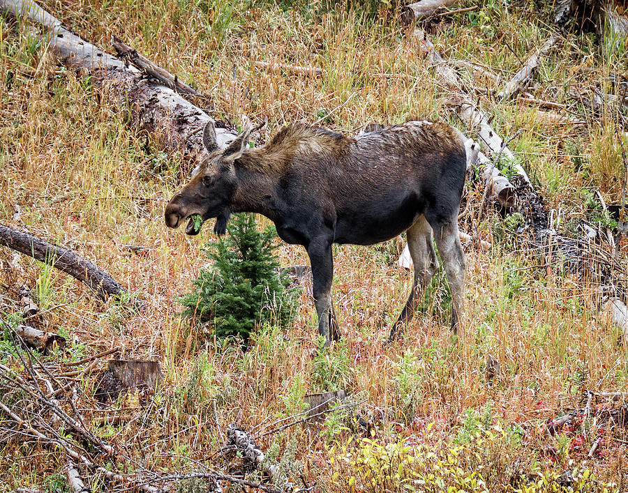 Colorado Cow Moose Photograph by Ronald Lutz