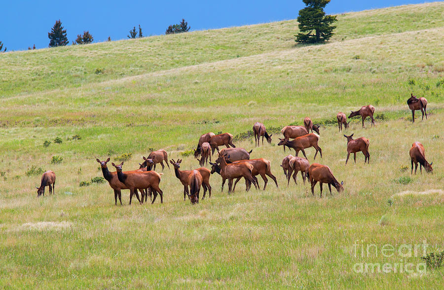 Colorado Elk Herd Photograph by Steven Krull