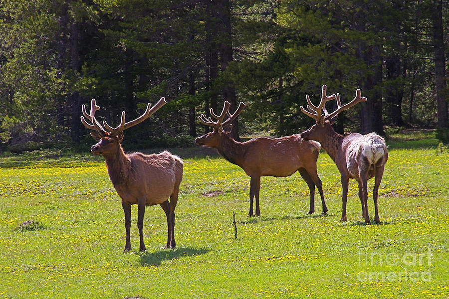 Rocky Mountain National Park Photograph - Colorado Elk by Rich Walter
