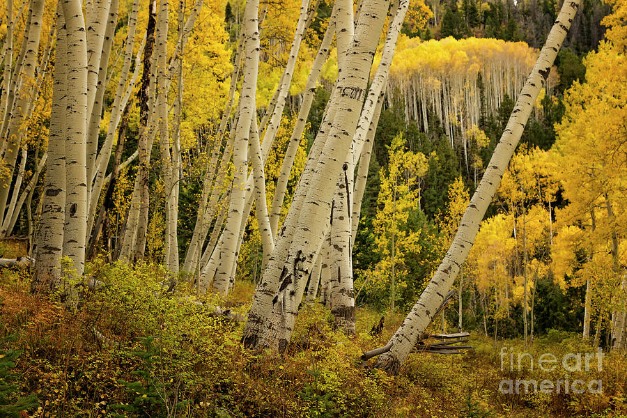 Colorado Fall Aspen Grove Photograph by Ronda Kimbrow