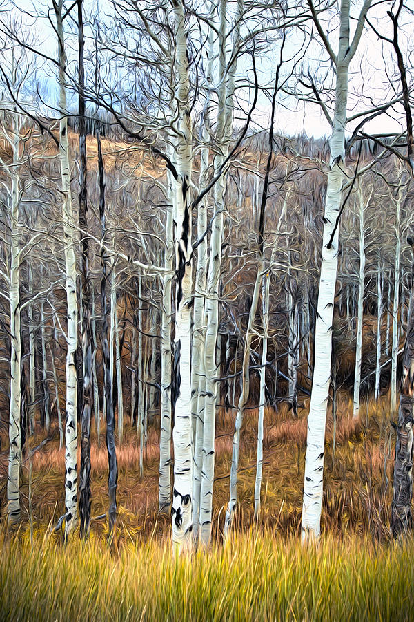 Colorado Fall Aspen Photograph by James Steele
