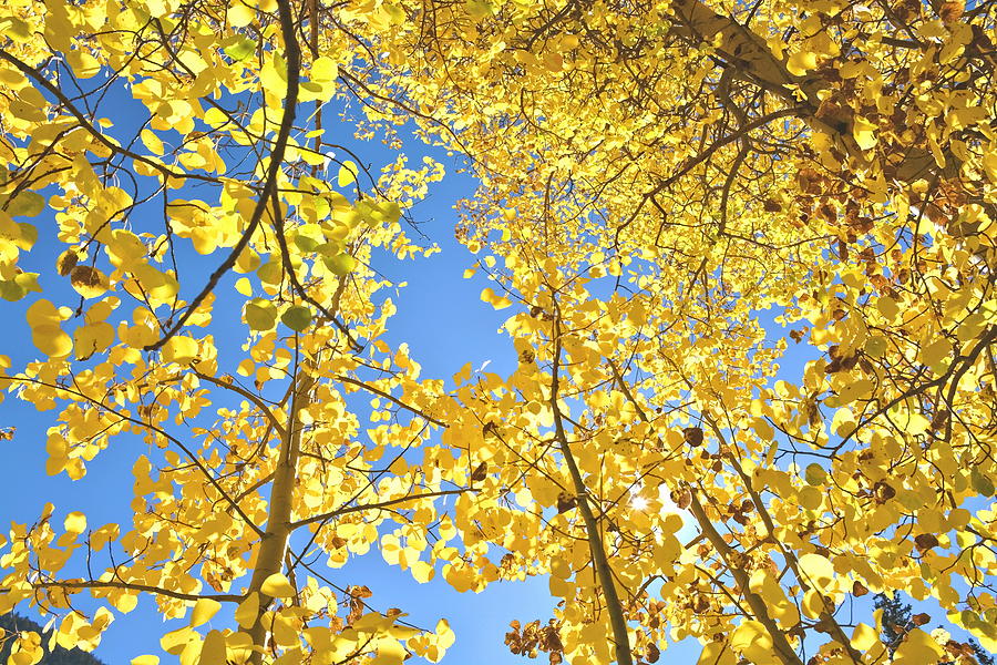 Colorado Fall Aspen Trees  Photograph by Amy McDaniel