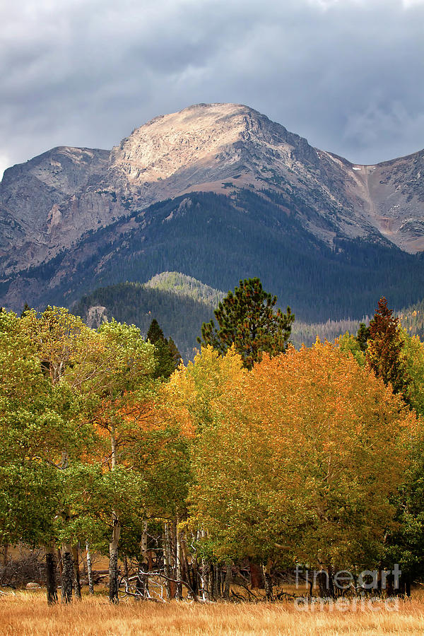 Colorado Fall Color in the Mountains Photograph by Ronda Kimbrow