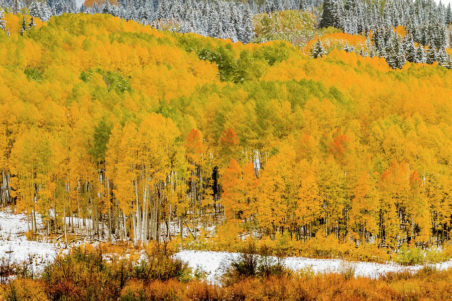Colorado Fall Color in the Snow Photograph by Teri Virbickis