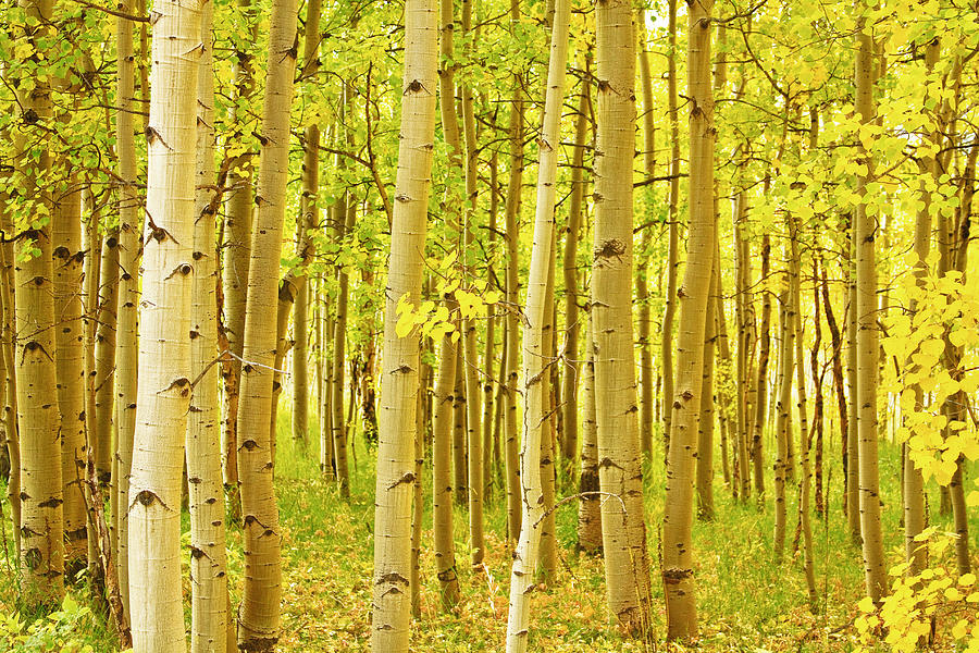 Colorado Fall Foliage Aspen Landscape Photograph by James BO Insogna
