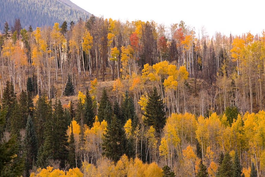 Colorado Fall Foliage Photograph by James BO Insogna