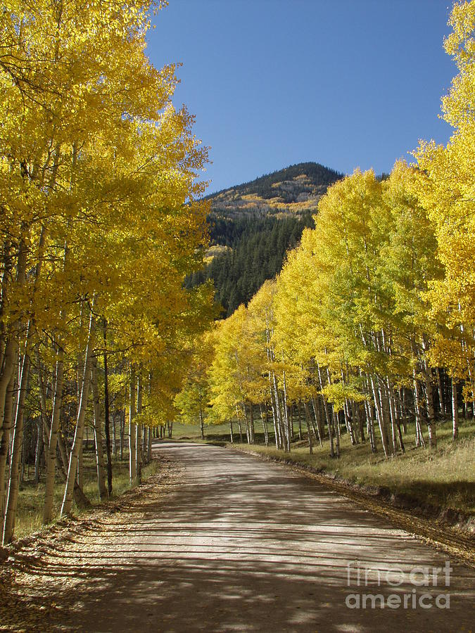 Colorado Fall Splendor Photograph by Bill Hyde - Fine Art America