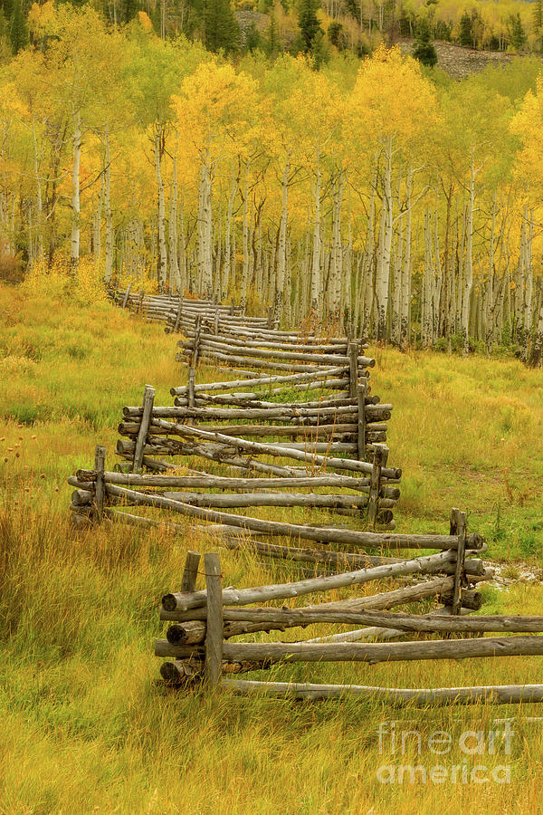 Fall Photograph - Colorado Fall Split Rail Fence by Ronda Kimbrow