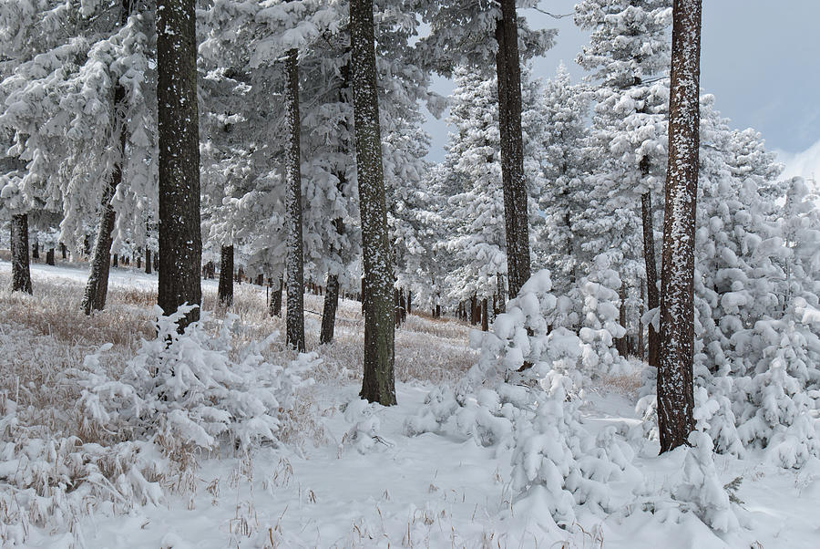Colorado Foothills Winter Forest Photograph by Cascade Colors